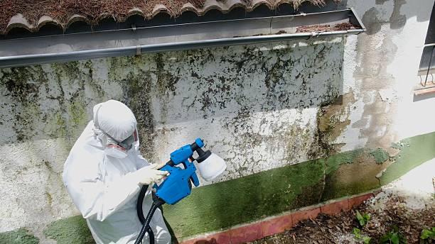 Top rated local Attic Mold Removal specialists in Dunkirk, MD